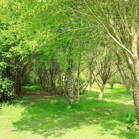 Bluebell Lodge Holsworthy Exterior foto