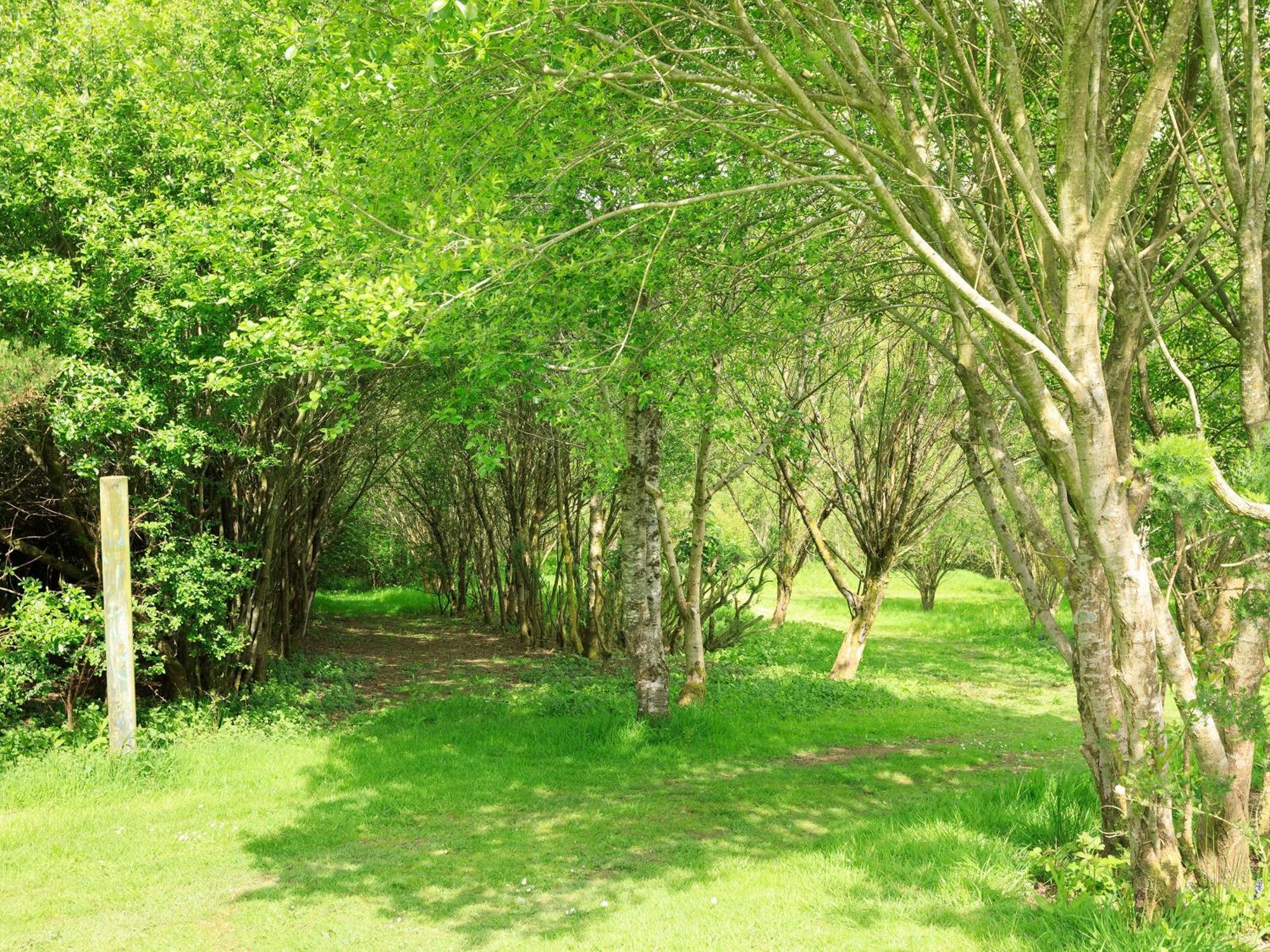 Bluebell Lodge Holsworthy Exterior foto